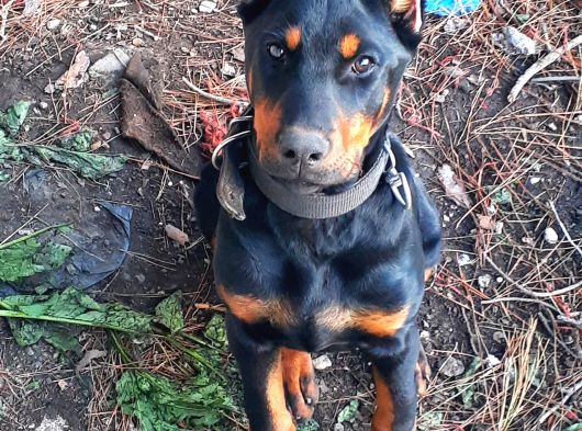 Şampiyon Soydan Doberman Yavrular görsel