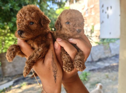 Yüksek Kali̇te Toy Poodle Yavrular görsel