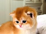 A Kali̇te Bri̇thi̇ş Şhorthai̇r Golden Yavrular