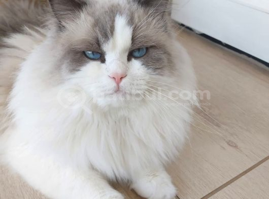 Safkan Erkek Ragdoll görsel