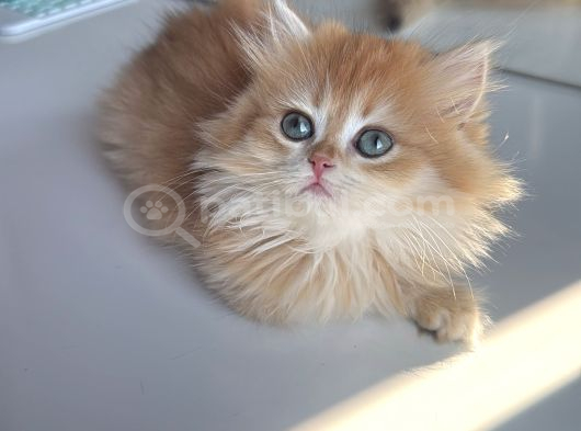 Golden Bri̇ti̇sh Longhai̇r