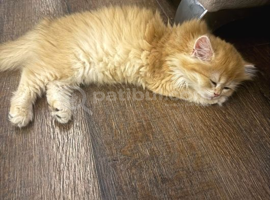 Golden Bri̇ti̇sh Longhai̇r görsel