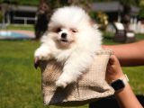 Türki̇yeni̇n En Özel Pomerani̇an Boo Yavrulari