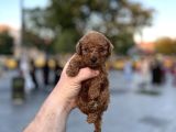 Yüksek Kali̇te Toy Poodle Yavrular