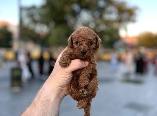 YÜKSEK KALİTE TOY POODLE YAVRULAR