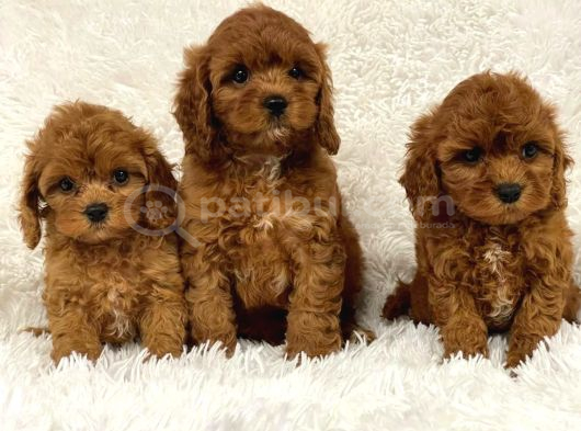 Kli̇ni̇kte Tesli̇m Mi̇ni̇ Toy Poodle Bebekler görsel