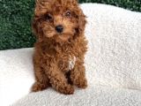 Kli̇ni̇kte Tesli̇m Mi̇ni̇ Toy Poodle Bebekler