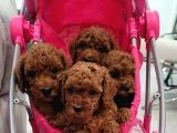 Kli̇ni̇kte Tesli̇m Mi̇ni̇ Toy Poodle Bebekler