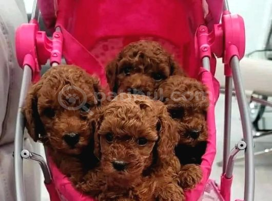 Kli̇ni̇kte Tesli̇m Mi̇ni̇ Toy Poodle Bebekler