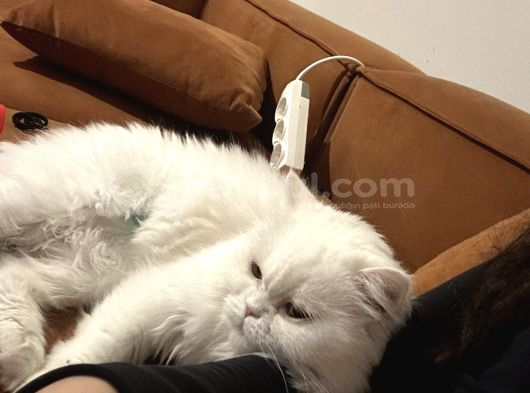 Ücretsi̇z Scottish Longhair görsel