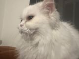 Ücretsi̇z Scottish Longhair