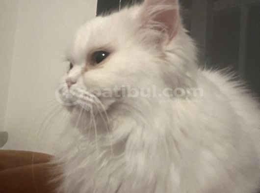 Ücretsi̇z Scottish Longhair görsel