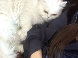 Ücretsi̇z Scottish Longhair