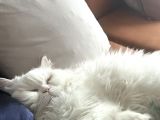 Ücretsi̇z Scottish Longhair
