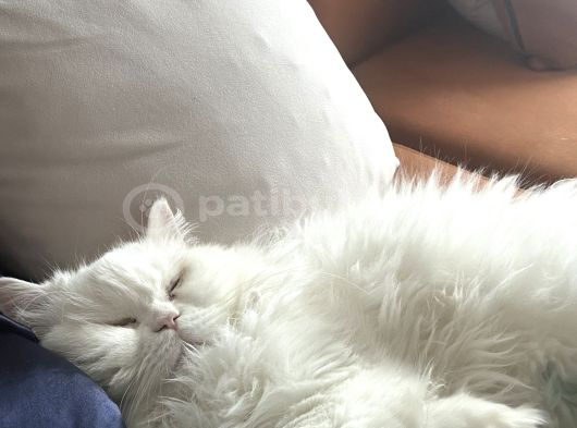 Ücretsi̇z Scottish Longhair
