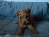Toy Poodle Red Brown Yavrularimiz Yeni̇ Ai̇leleri̇ni̇ Bekli̇yor