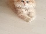Golden Bri̇ti̇sh Longhai̇r