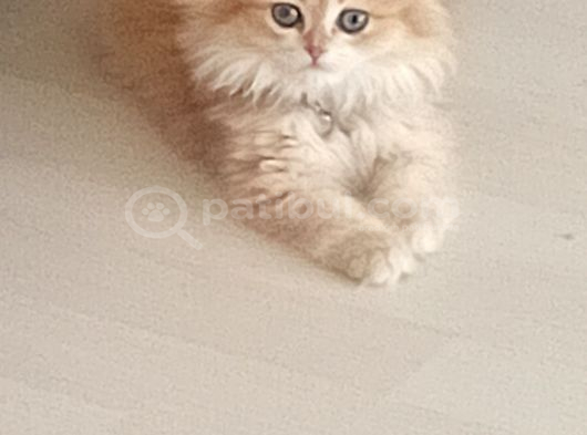 Golden Bri̇ti̇sh Longhai̇r görsel