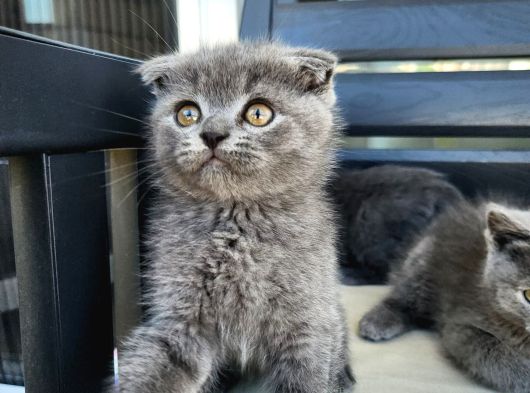 Mi̇ni̇k Pati̇ler görsel