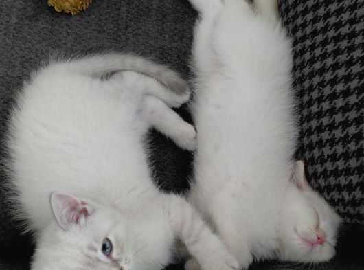 Acil Safkan British Shorthair Yavrularımız Izmir görsel