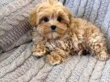 Malti̇poo Ci̇nsi̇ Yavrular Ev Üreti̇mi̇