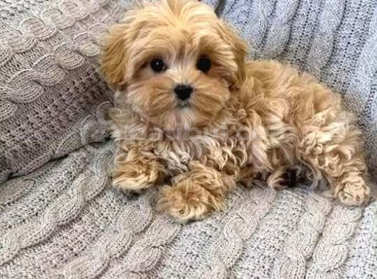 Malti̇poo Ci̇nsi̇ Yavrular Ev Üreti̇mi̇ görsel