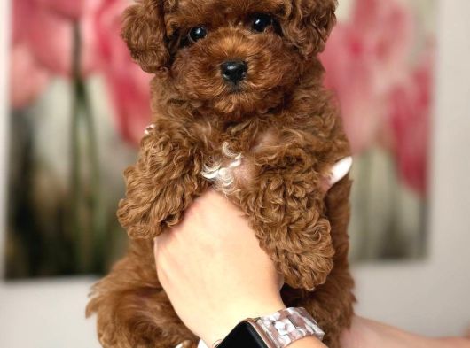 Toy Poodle Sevi̇mli̇ Yavrular Ev Üreti̇mi̇ görsel