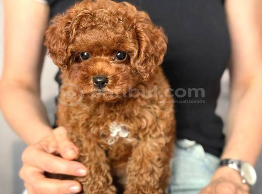 Toy Poodle Sevi̇mli̇ Yavrular Ev Üreti̇mi̇ görsel