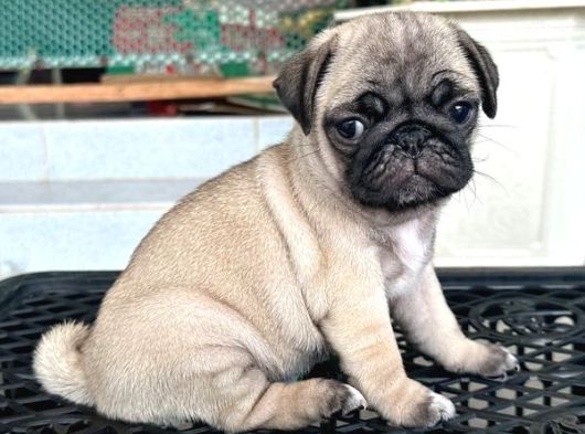 Pug Mops Yavrular Ev Üreti̇mi̇ görsel