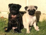 Pug Mops Yavrular Ev Üreti̇mi̇