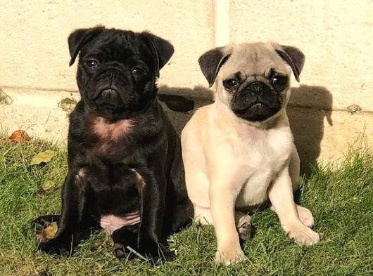 Pug Mops Yavrular Ev Üreti̇mi̇