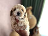 Maltipoo Safkan A Kalite