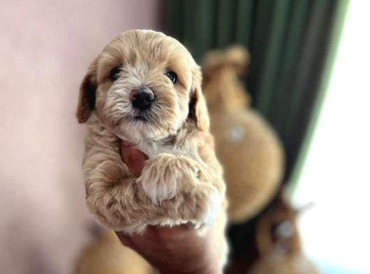 Maltipoo Safkan A Kalite