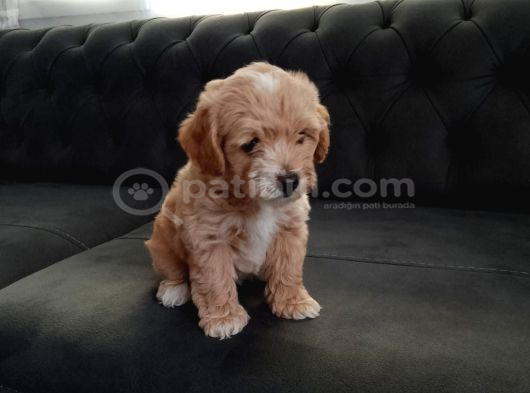 Maltipoo Safkan A Kalite görsel