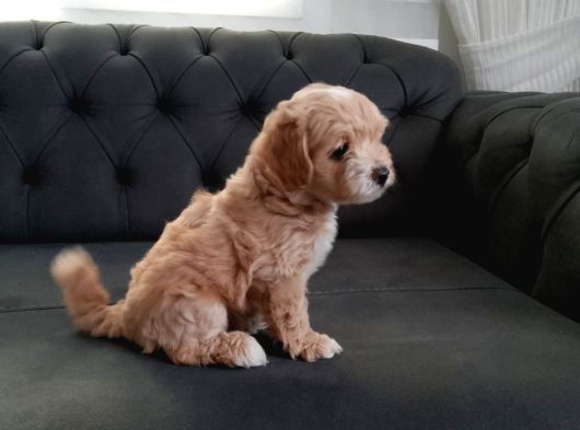 Maltipoo Safkan A Kalite görsel