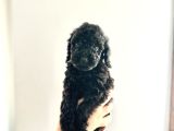 Kendi̇ Köpeği̇mi̇n Yavrulari Toy Poodle Dişi Ve Erkek