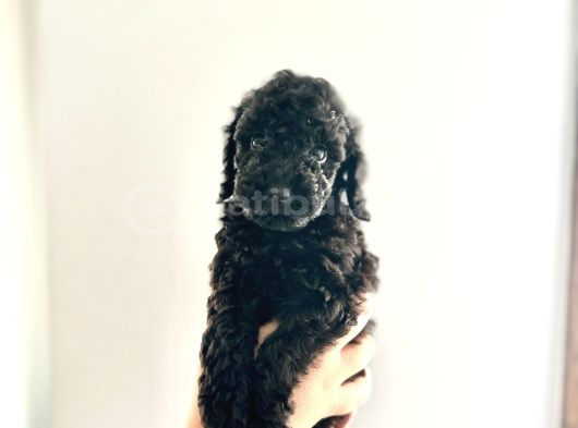 Kendi̇ Köpeği̇mi̇n Yavrulari Toy Poodle Dişi Ve Erkek