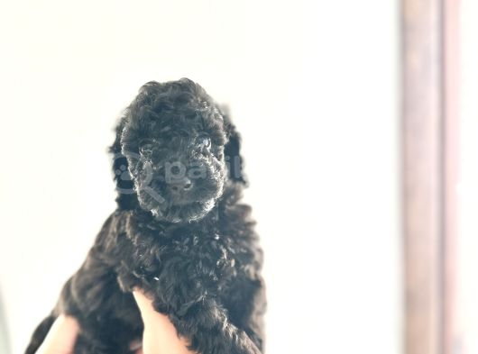 Kendi̇ Köpeği̇mi̇n Yavrulari Toy Poodle Dişi Ve Erkek görsel