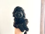 Kendi̇ Köpeği̇mi̇n Yavrulari Toy Poodle Dişi Ve Erkek