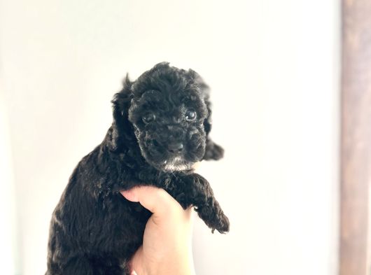 Kendi̇ Köpeği̇mi̇n Yavrulari Toy Poodle Dişi Ve Erkek görsel