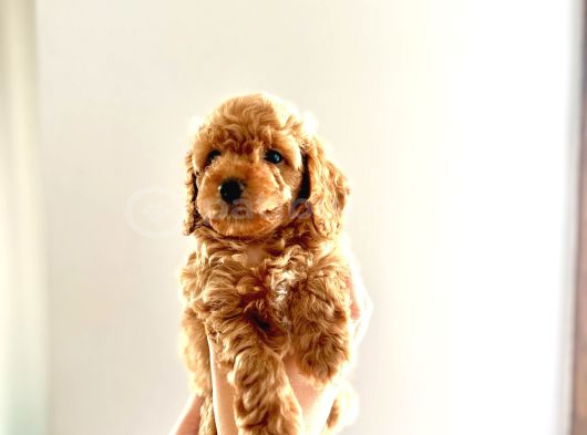 Kendi̇ Köpeği̇mi̇n Yavrulari Toy Poodle