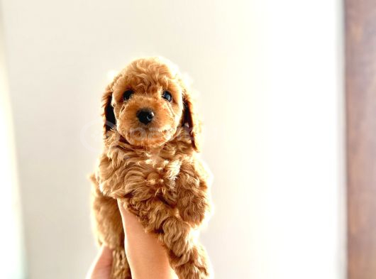 Kendi̇ Köpeği̇mi̇n Yavrulari Toy Poodle görsel