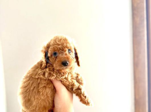 Kendi̇ Köpeği̇mi̇n Yavrulari Toy Poodle görsel