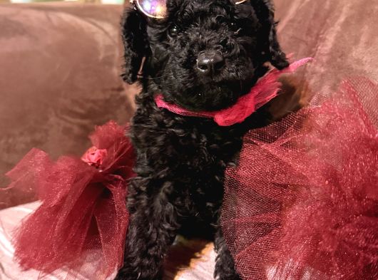 Kızıl Siyah Ve Silver Toy Poodle Yavrularım görsel