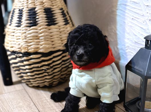 Kızıl Siyah Ve Silver Toy Poodle Yavrularım görsel