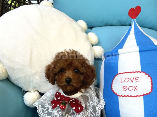 Evdoğumu Poodle Bebişler görsel