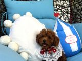 Evdoğumu Poodle Bebişler