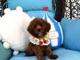 Evdoğumu Poodle Bebişler