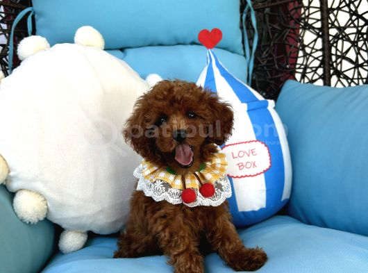 Evdoğumu Poodle Bebişler görsel