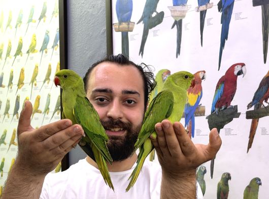 BEBEK YAVRU PAKİSTAN PAPAĞANLARIMIZ